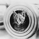 Ship’s cat on HMAS Encounter during World War I.